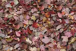 Ковролин Flotex Vision Image 000532 Red Leaves фото  | FLOORDEALER